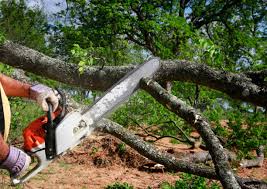 Best Pest Control for Lawns  in Indian Head, MD