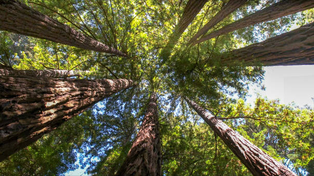 Best Emergency Tree Removal  in Indian Head, MD