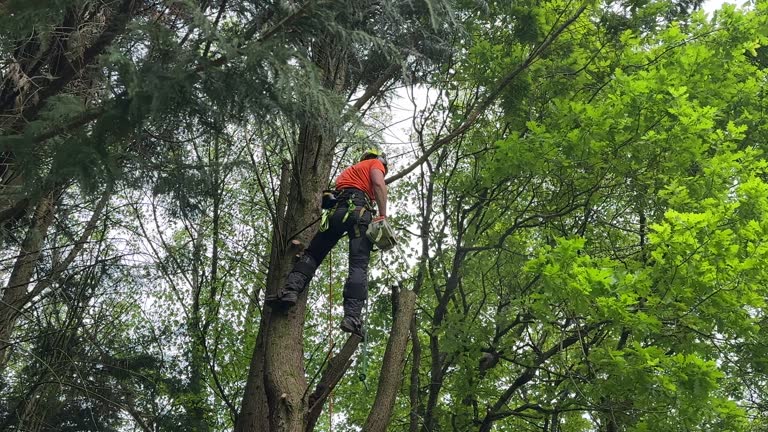 How Our Tree Care Process Works  in  Indian Head, MD