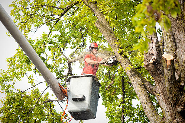 Best Tree Mulching  in Indian Head, MD