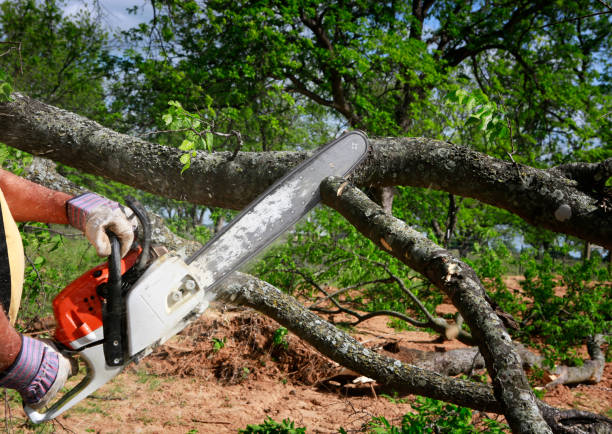 Best Lawn Maintenance Plans  in Indian Head, MD